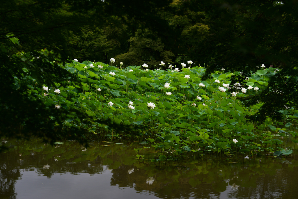 210716a京都植物園35