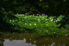 210716a京都植物園35
