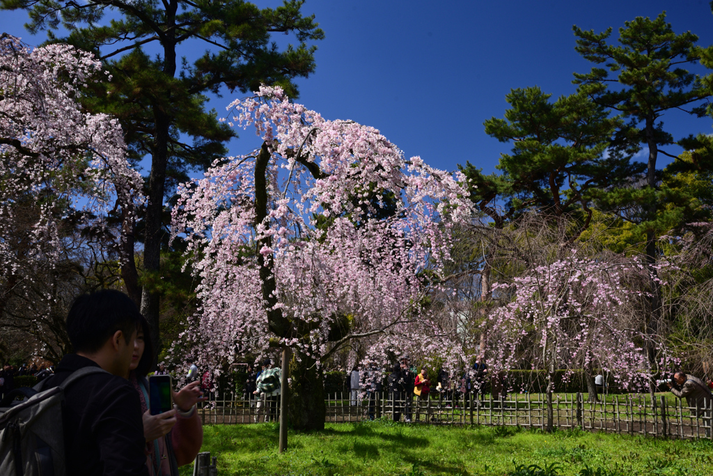 240327c京都御苑22