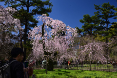 240327c京都御苑22