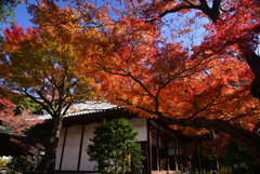 241210a白毫寺06