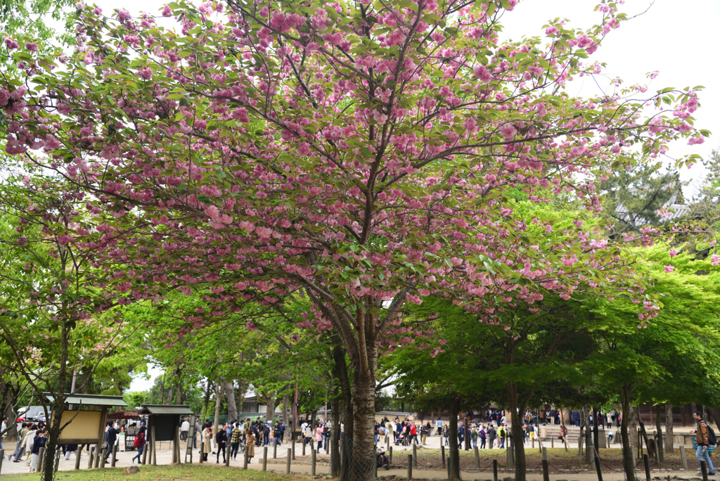 190428a奈良公園37