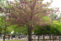 190428a奈良公園37