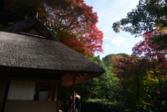 241123b金福寺11