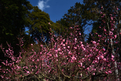 200228石山寺24 200228石山寺24