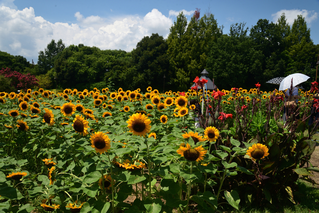 220807馬見丘陵公園31