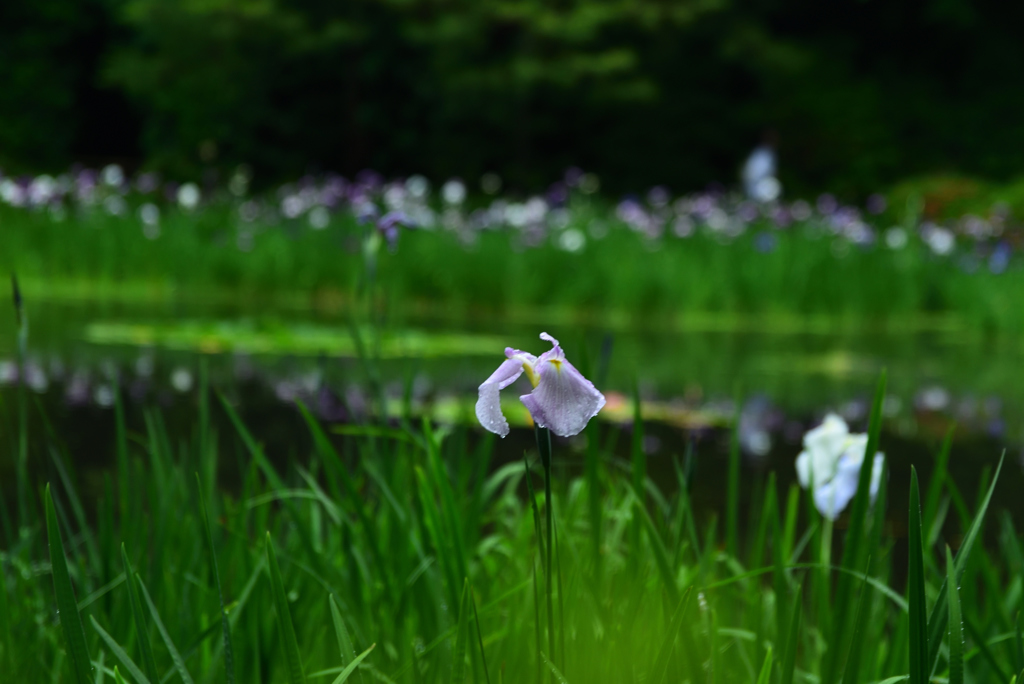 190607平安神宮19