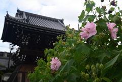 240927a妙蓮寺19