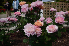 200524長居植物園18