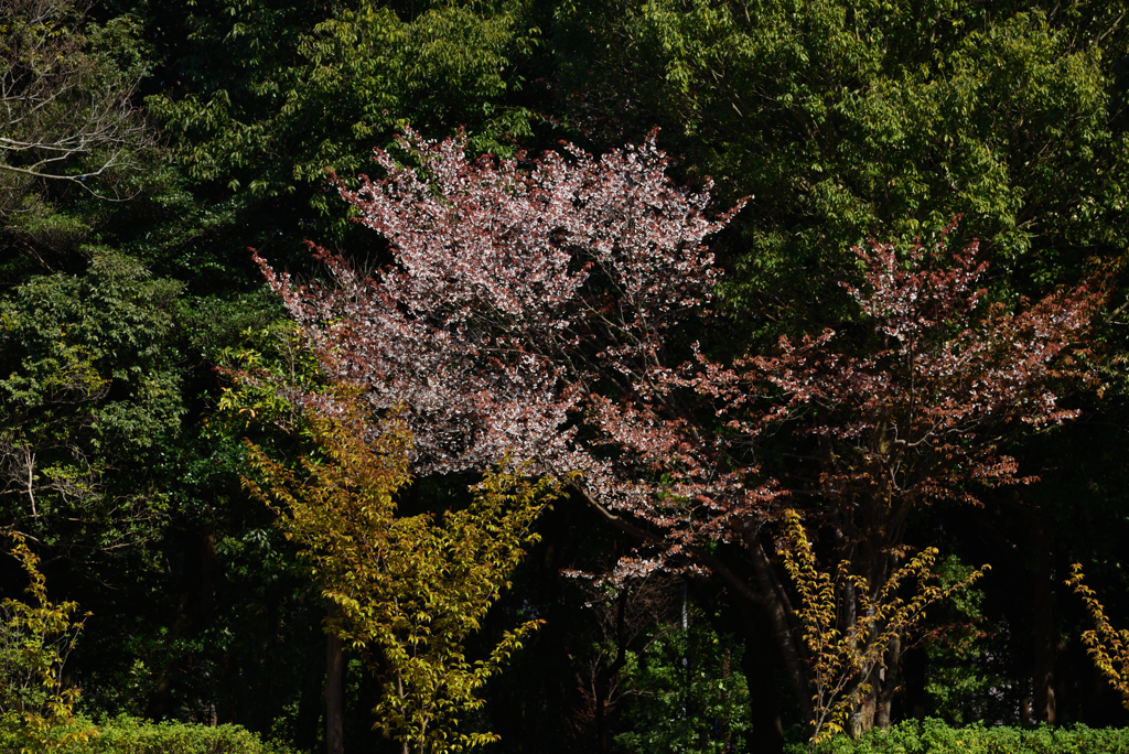 190404b橿原神宮37