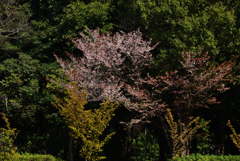 190404b橿原神宮37