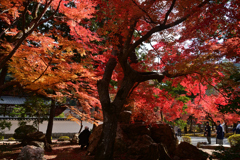 231130a南禅寺12