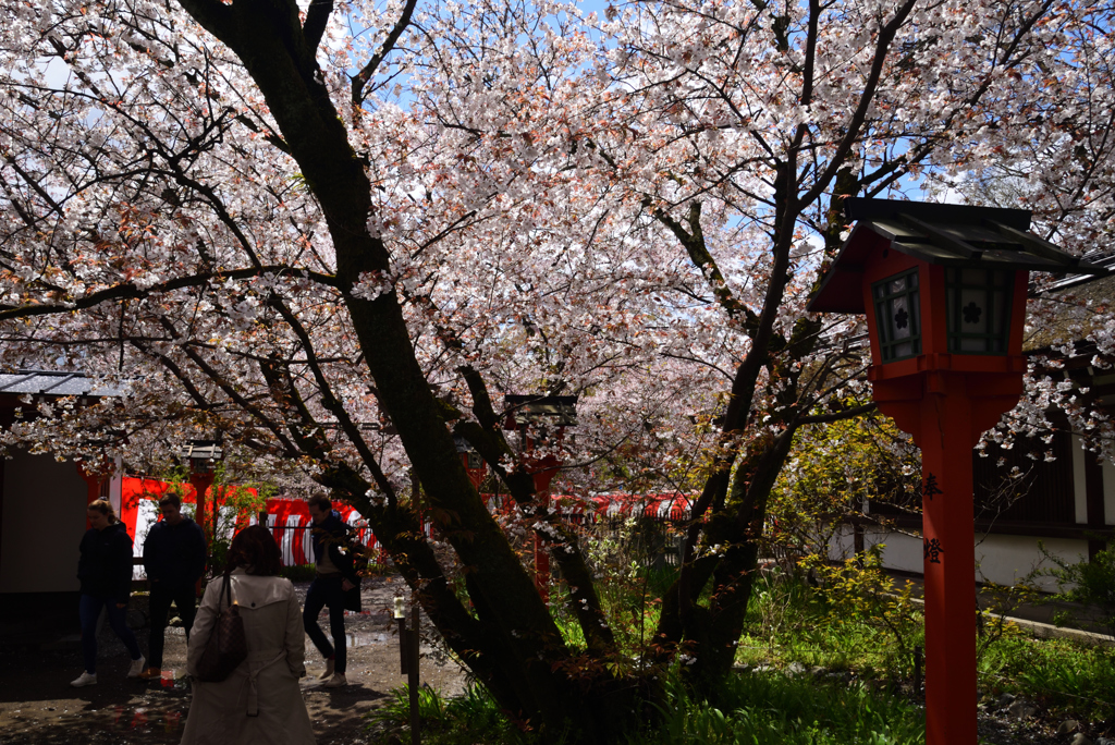 190411a平野神社02