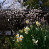 250314b平野神社56