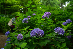 240622長居植物園26