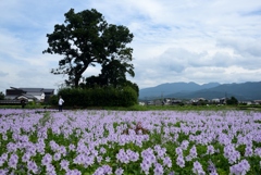 180913本薬師寺跡38+