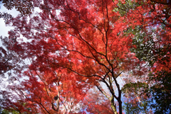 241206c嵐山28