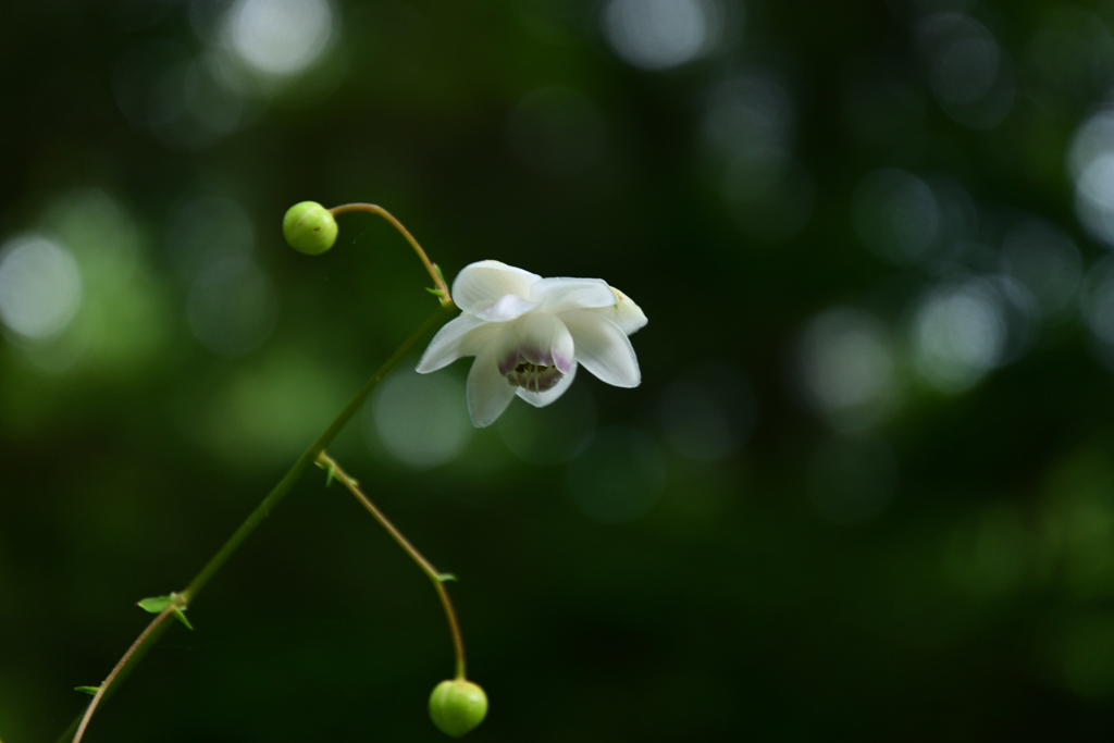 230801京都植物園20