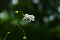 230801京都植物園20