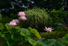 220711京都植物園47
