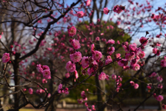 230209c梅小路公園16