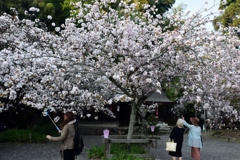 180402c平野神社29+