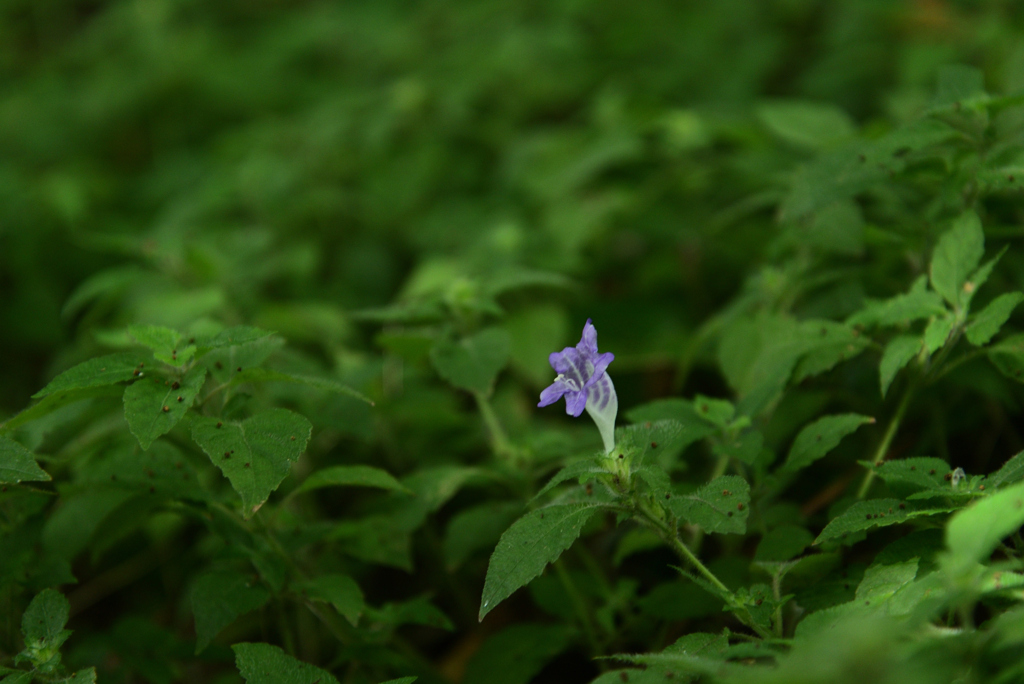 220823京都植物園23