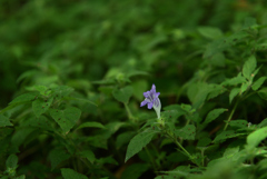 220823京都植物園23