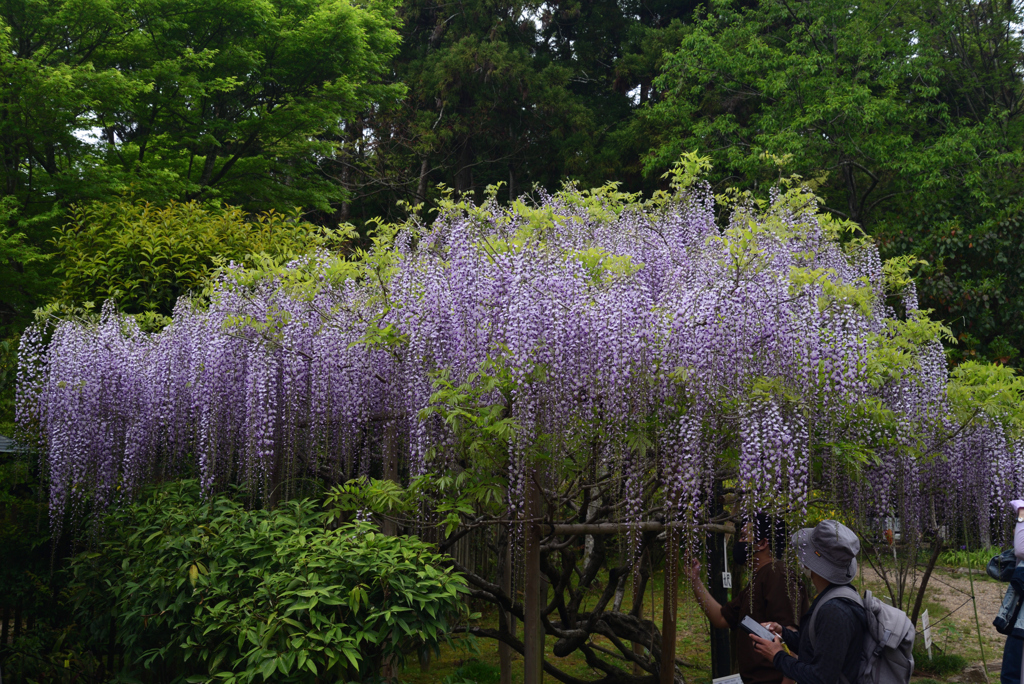 210424b萬葉植物園09