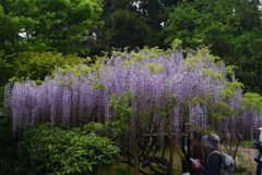 210424b萬葉植物園09
