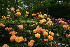 190517b靭公園03