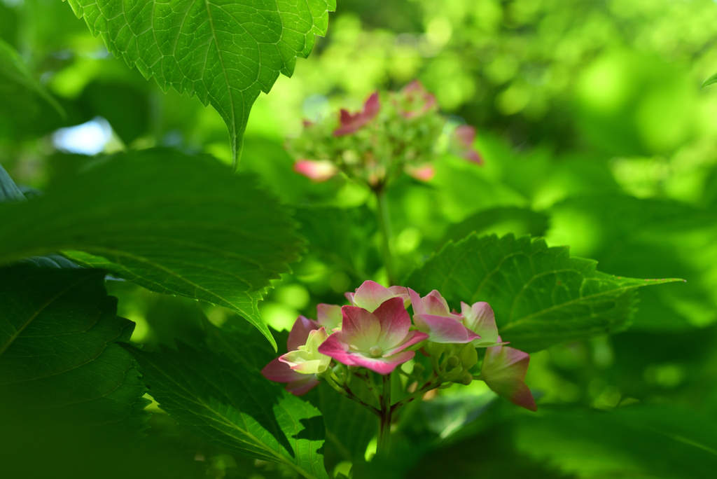 240604京都植物園17