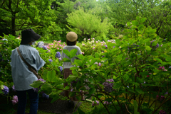 240621智積院26 240621智積院26