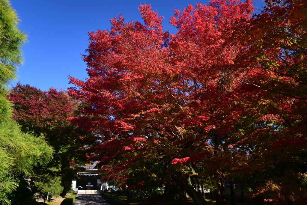 221118a相国寺02