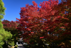 221118a相国寺02