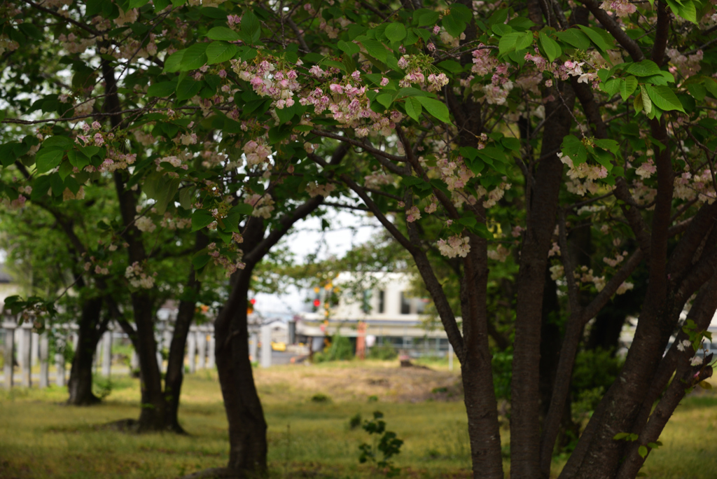 200426a久世神社06