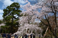 250330b京都御苑33