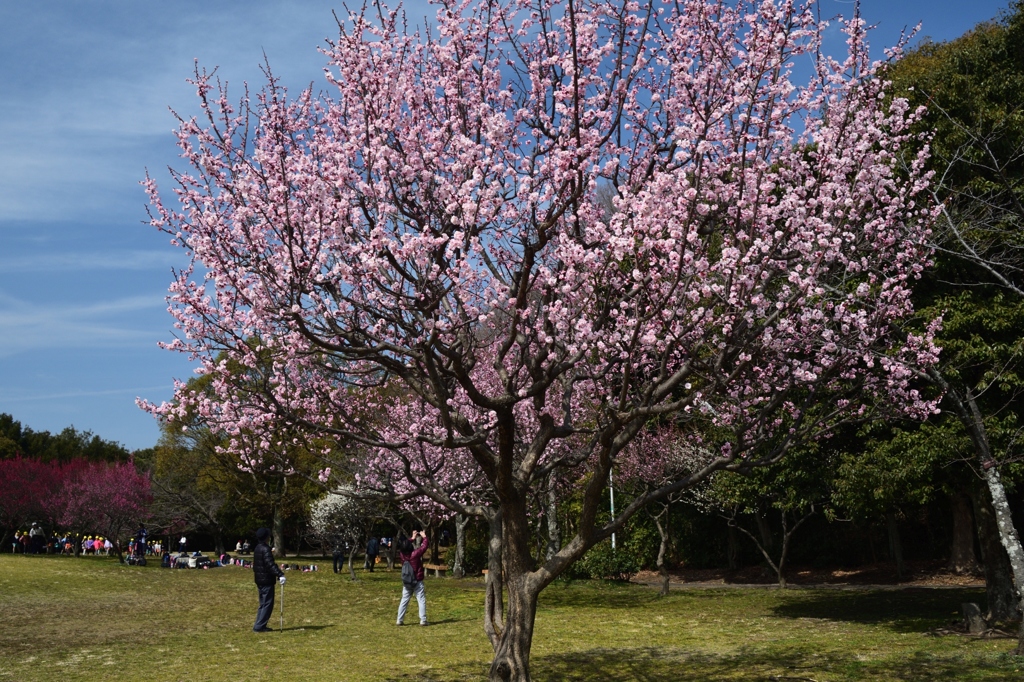 180302荒山公園32+
