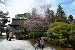 250331a上賀茂神社05