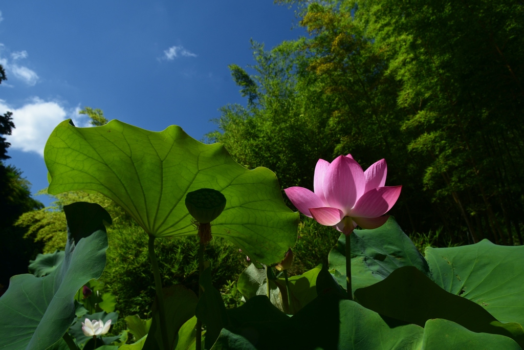 180731植物園10