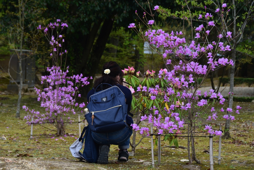 180405a仁和寺59
