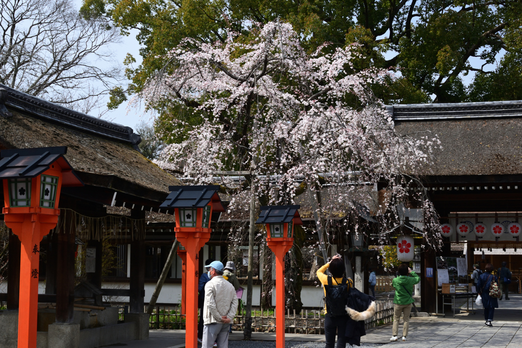 220325a平野神社11