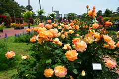 250523a浜寺公園35