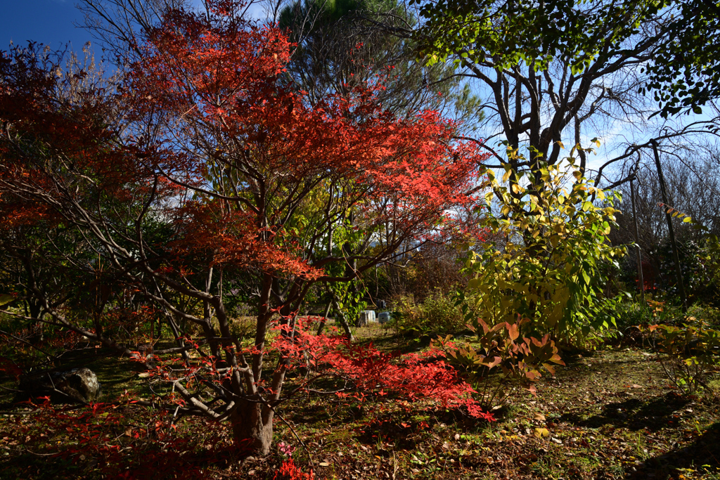 211129a法華寺06