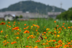 190728b藤原宮跡67