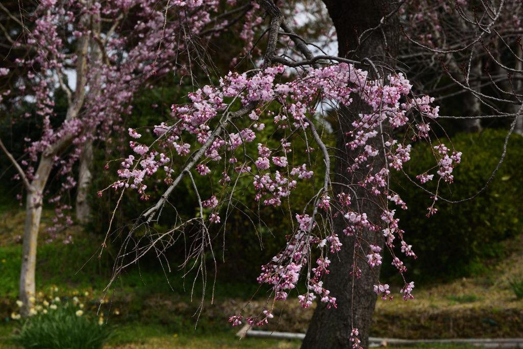 190323宇治植物園27