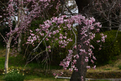 190323宇治植物園27