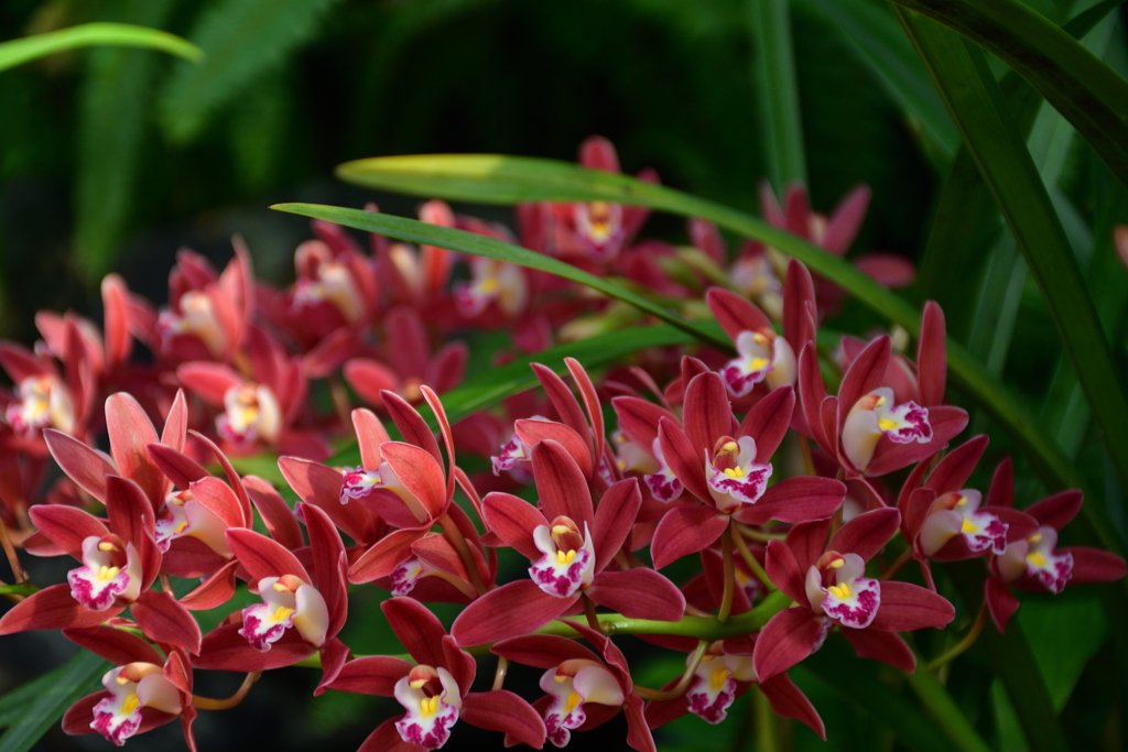 260131b京都植物園39