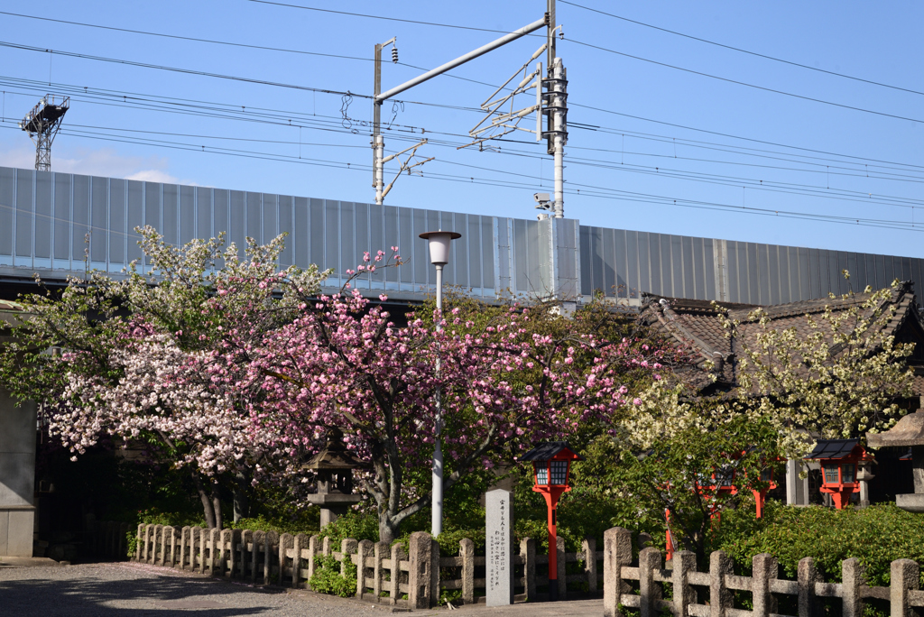 220412h六孫王神社35