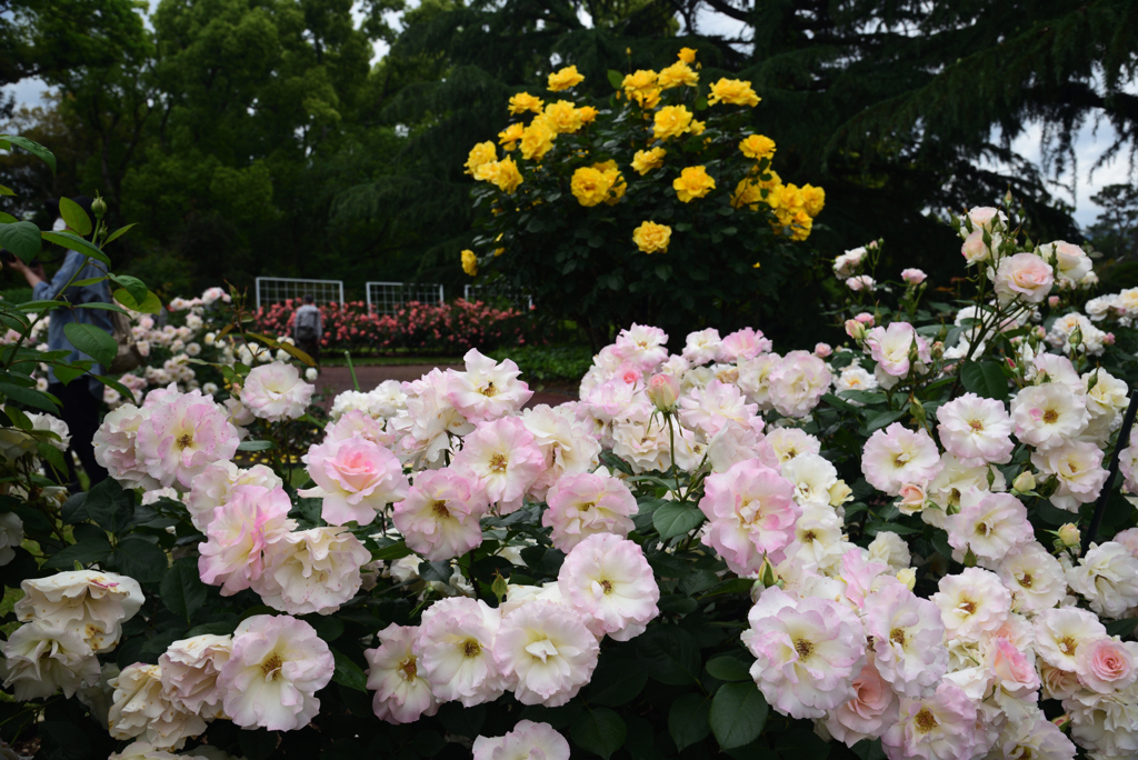 200520京都植物園10
